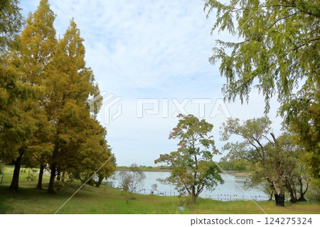 秋季公園:烏桕樹葉與樹枝變色 秋季公園:烏桕樹葉與樹枝變色 124275324