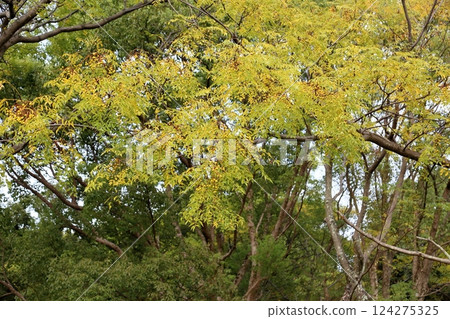 Autumn park: China tree fruit 124275325