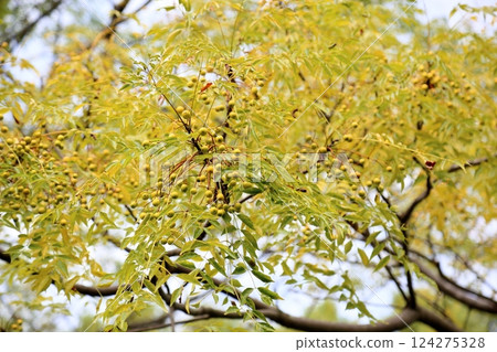 Autumn park: China tree fruit Autumn park: China tree fruit 124275328