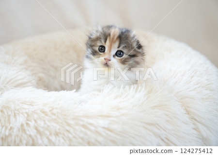 Scottish fold kitten in a white bed Scottish fold kitten in a white bed 124275412