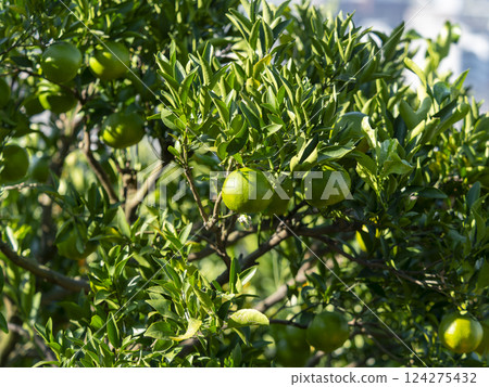 Fresh green tangerine tree and fruit 124275432