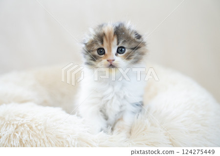 Scottish fold kitten in a white bed 124275449