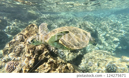 A green sea turtle swimming in the crystal clear waters of Maui A green sea turtle swimming in the crystal clear waters of Maui 124275671