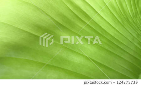Close up view of green leaf texture background 124275739
