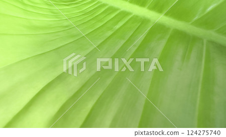 Close up view of green leaf texture background Close up view of green leaf texture background 124275740
