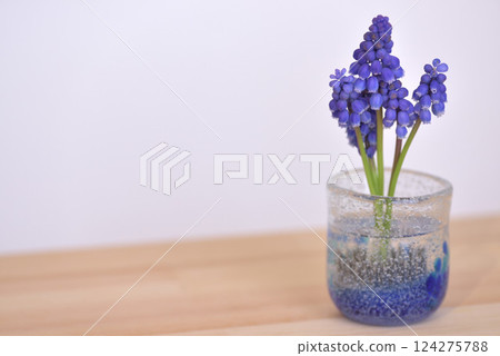Muscari 124275788