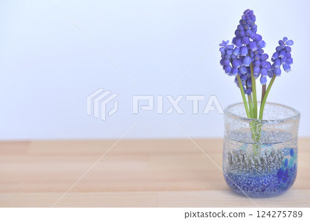 Muscari 124275789