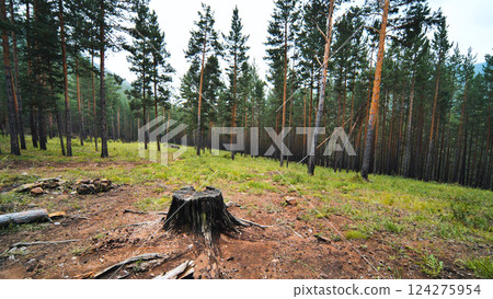 Pine forest regenerating with tree stumps surrounded by lush green grass, revealing environmental recovery and natural resilience 124275954