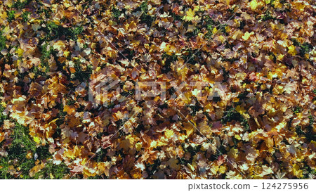 Fallen leaves in warm autumnal colors create beautiful carpet on the grass of a public park during a sunny fall day Fallen leaves in warm autumnal colors create beautiful carpet on the grass of a public park during a sunny fall day 124275956