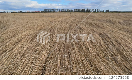 Golden wheat field swaying in the wind under a cloudy sky 124275968