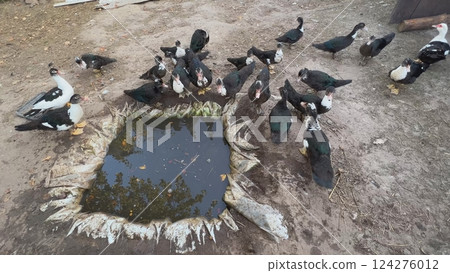 Flock of muscovy ducks gathering around small pond in farmyard 124276012