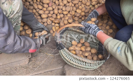 Farmers collecting potatoes in wicker basket during harvest time Farmers collecting potatoes in wicker basket during harvest time 124276065