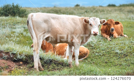 Young white cow grazing in lush green pasture, brown cows resting nearby under bright sunlight 124276070
