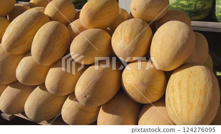 Fresh oblong melons creating a beautiful display at a farmers market 124276095