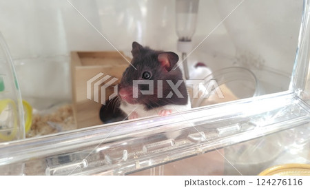 倉鼠向外看 124276116