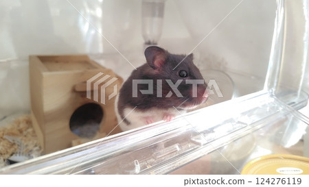 Hamster looking outside Hamster looking outside 124276119