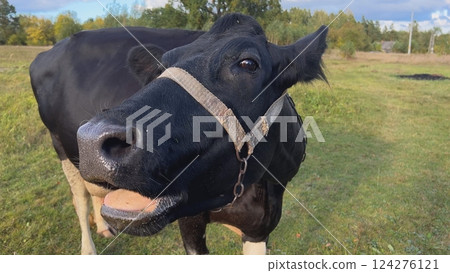 Black cow wearing a halter chewing grass in green meadow Black cow wearing a halter chewing grass in green meadow 124276121