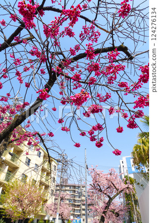 寒緋櫻（寒緋櫻林蔭道）盛開 124276134