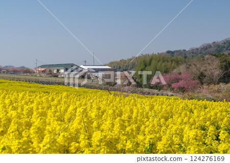 A field of rapeseed flowers in full bloom (Aichi Prefecture) 124276169