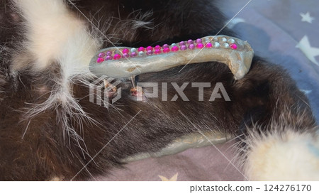 External fixation protecting injured cat spine with rhinestones External fixation protecting injured cat spine with rhinestones 124276170