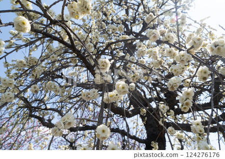 Spring sky colored by white plum blossoms in full bloom① 124276176