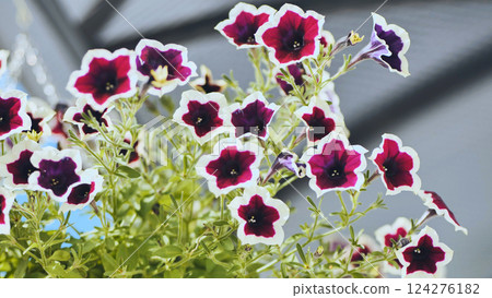 Vibrant petunia blossoms in deep red and white, spreading cheerful garden color with delicate, softly unfurling petals Vibrant petunia blossoms in deep red and white, spreading cheerful garden color with delicate, softly unfurling petals 124276182