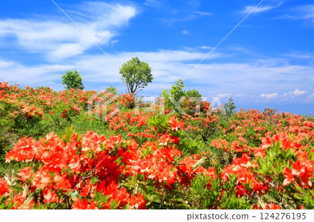 Renge Azaleas of Hafu Plateau Renge Azaleas of Hafu Plateau 124276195