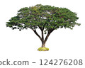 Big tree for decoration on white background 124276208
