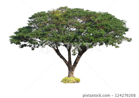 Big tree for decoration on white background Big tree for decoration on white background 124276208