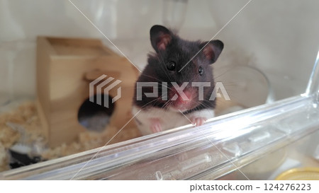 Hamster looking outside Hamster looking outside 124276223
