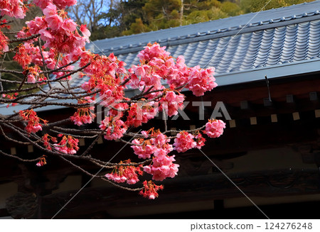靜岡/伊豆:土肥神社的櫻花 靜岡/伊豆:土肥神社的櫻花 124276248
