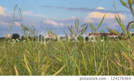 Rapeseed pods growing in field with buildings in background 124276364