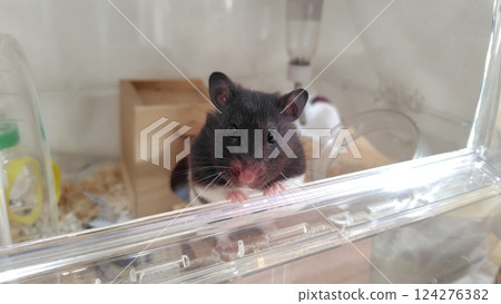 Hamster looking outside Hamster looking outside 124276382