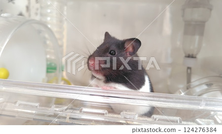 倉鼠向外看 124276384