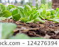 Salad farm vegetable green oak lettuce. Close up fresh organic  vegetable plantation produce green salad cultivate farm. Green oak lettuce salad in green Organic plantation Farm 124276394