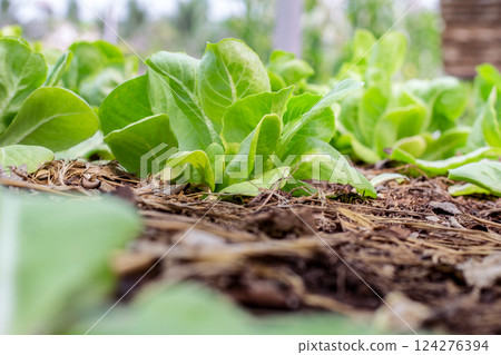 Salad farm vegetable green oak lettuce. Close up fresh organic vegetable plantation produce green salad cultivate farm. Green oak lettuce salad in green Organic plantation Farm Salad farm vegetable green oak lettuce. Close up fresh organic vegetable plantation produce green salad cultivate farm. Green oak lettuce salad in green Organic plantation Farm 124276394