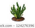 The bird's nest fern, Asplenium nidus, grows in a tight, nest-like clump and thrives in warm, humid areas in partial to full shade, for  design and decoration 124276396