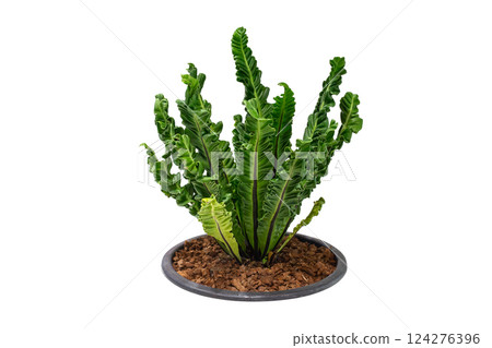 The bird's nest fern, Asplenium nidus, grows in a tight, nest-like clump and thrives in warm, humid areas in partial to full shade, for design and decoration The bird's nest fern, Asplenium nidus, grows in a tight, nest-like clump and thrives in warm, humid areas in partial to full shade, for design and decoration 124276396