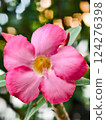 Beautiful pink and white flowers are called Adenium flowers. 124276398