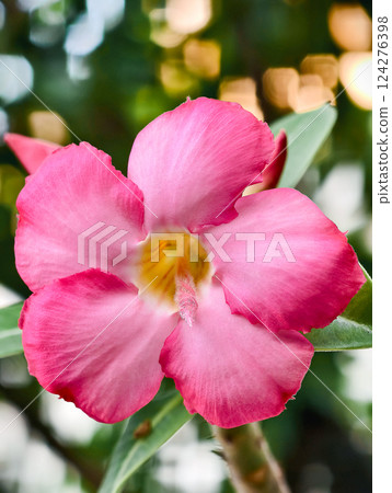 Beautiful pink and white flowers are called Adenium flowers. Beautiful pink and white flowers are called Adenium flowers. 124276398