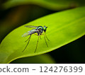 Insects on green leaves in nature.Photographed with eye level angle in a forest park 124276399