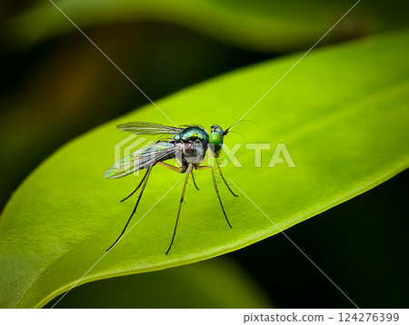 Insects on green leaves in nature.Photographed with eye level angle in a forest park Insects on green leaves in nature.Photographed with eye level angle in a forest park 124276399