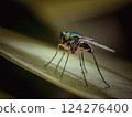 Insects on green leaves in nature.Photographed with eye level angle in a forest park 124276400