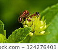 Small ants collect nectar on flowers in the garden on nature background 124276401