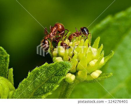 Small ants collect nectar on flowers in the garden on nature background Small ants collect nectar on flowers in the garden on nature background 124276401