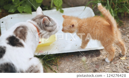 White and grey mother cat sharing food with small ginger kitten from yellow bowl outdoors on white surface 124276428