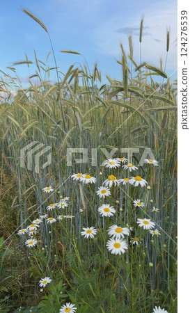 Chamomile flowers growing in a field of rye under blue sky Chamomile flowers growing in a field of rye under blue sky 124276539