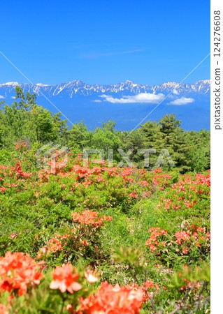 哈夫高原的蓮華杜鵑 124276608