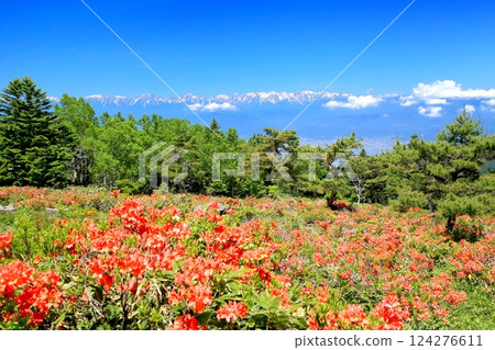 Renge Azaleas of Hafu Plateau Renge Azaleas of Hafu Plateau 124276611