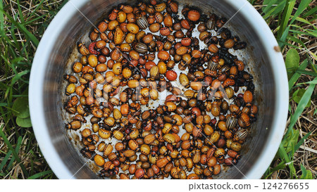 Colorado potato beetle larvae and adults gathered in metal container, showing manual pest removal technique from infested potato crop 124276655